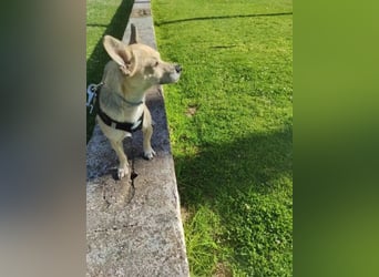 Rick, mag Katzen und Hundekumpels