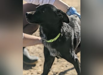 Tuno, katzenverträglicher Sonnenschein sucht seinen Platz