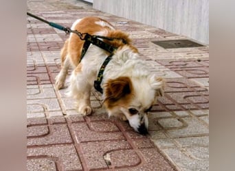 Lana ,kleine Herzenshündin mit fluffigen Öhrchen sucht dringend ihr Zuhause