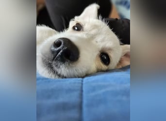 Copito sucht seine Für Immer Familie!