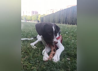 Duna - fröhliches Hundekind mit ganz viel Liebe im Gepäck