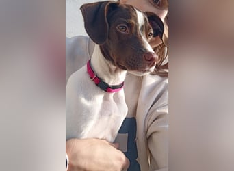Duna - fröhliches Hundekind mit ganz viel Liebe im Gepäck
