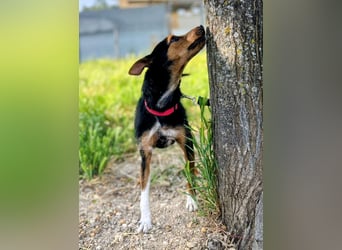 Heidi - dreifarbige Herzenshündin mit besonderem Charme sucht ihre Chance