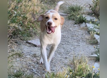 Lola - kleine Lachmaus  sucht ihr großes Glück