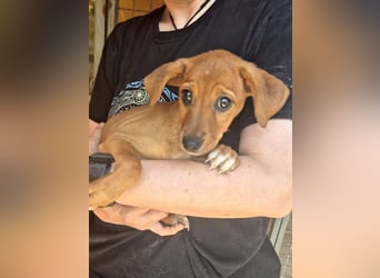 Akamaru, schüchterne Welpenmaus sucht Menschen, bei denen sie mutig werden darf