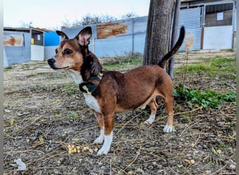 Turbo, hat seine Familie verloren