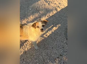 Pitufa sucht ein ruhiges Zuhause