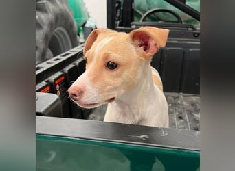 Lola, soll nicht im Tierheim aufwachsen