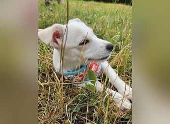 Copito sucht seine Für Immer Familie!