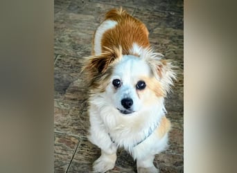 Lana ,kleine Herzenshündin mit fluffigen Öhrchen sucht dringend ihr Zuhause