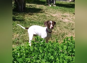 Duna - fröhliches Hundekind mit ganz viel Liebe im Gepäck
