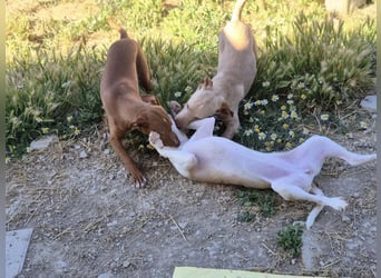 Lola, soll nicht im Tierheim aufwachsen