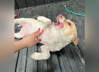 Lola, soll nicht im Tierheim aufwachsen