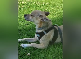 Rick, mag Katzen und Hundekumpels