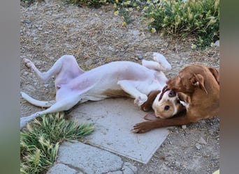 Lola - kleine Lachmaus  sucht ihr großes Glück