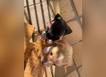 Enzo - kleiner Sonnenschein auf vier Pfoten sucht sein großes Glück