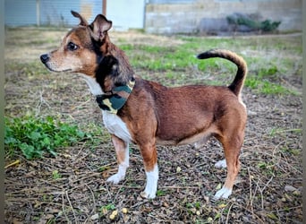 Turbo, hat seine Familie verloren