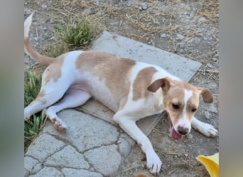Lola, soll nicht im Tierheim aufwachsen