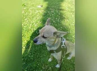 Rick, mag Katzen und Hundekumpels