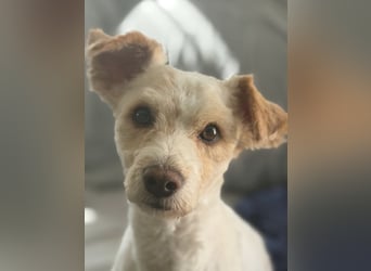 Canelo - vom verfilzten Fundhund zum treuen Familienfreund
