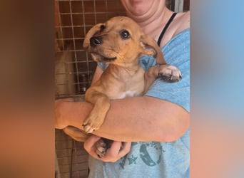 Fuet , kleiner Hundejunge möchte lernen, den Menschen zu vertrauen