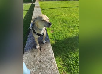 Rick, mag Katzen und Hundekumpels
