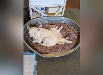 Peanut , kleines Flaschenkind sucht großes Glück