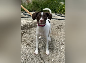 Duna - fröhliches Hundekind mit ganz viel Liebe im Gepäck