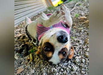 Guinda , zarte kleine Hundemama sucht ihr Zuhause
