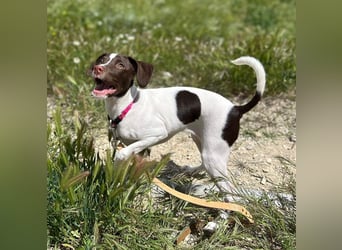 Duna - fröhliches Hundekind mit ganz viel Liebe im Gepäck