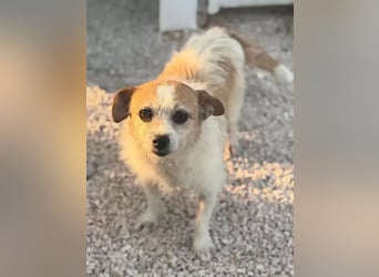 Pitufa, kleine Schlumpfine sucht ein ruhiges Zuhause