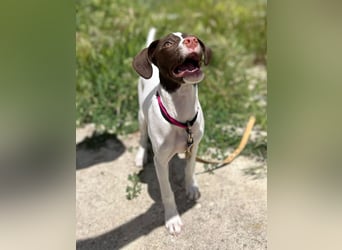 Duna - fröhliches Hundekind mit ganz viel Liebe im Gepäck