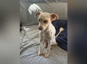 Canelo - vom verfilzten Fundhund zum treuen Familienfreund