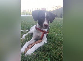 Duna - fröhliches Hundekind mit ganz viel Liebe im Gepäck
