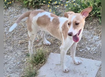 Lola, soll nicht im Tierheim aufwachsen