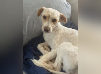 Canelo - vom verfilzten Fundhund zum treuen Familienfreund