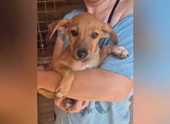 Fuet , kleiner Hundejunge möchte lernen, den Menschen zu vertrauen