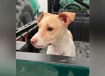 Lola - kleine Lachmaus  sucht ihr großes Glück