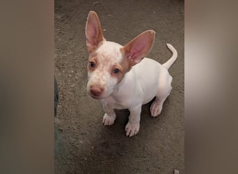 Peanut , kleines Flaschenkind sucht großes Glück
