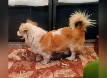Lana ,kleine Herzenshündin mit fluffigen Öhrchen sucht dringend ihr Zuhause