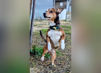 Turbo, hat seine Familie verloren