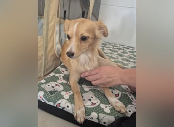 Wanda,Kleine Herzensbrecherin mit großem Mama-Herz sucht ihr Glück!