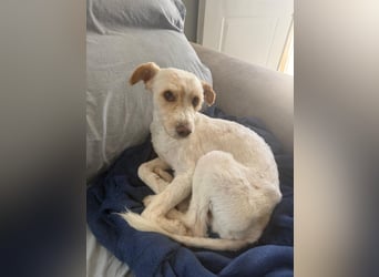 Canelo - vom verfilzten Fundhund zum treuen Familienfreund
