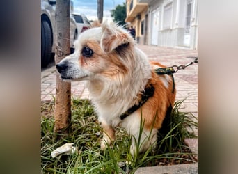 Lana ,kleine Herzenshündin mit fluffigen Öhrchen sucht dringend ihr Zuhause