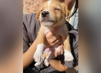 Enzo - kleiner Sonnenschein auf vier Pfoten sucht sein großes Glück