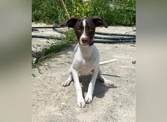 Duna - fröhliches Hundekind mit ganz viel Liebe im Gepäck