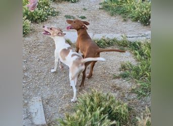 Lola - kleine Lachmaus  sucht ihr großes Glück