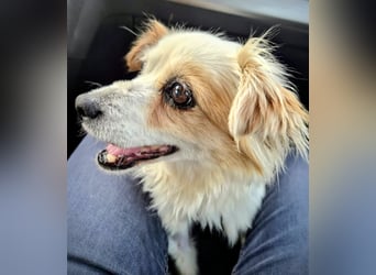 Lana ,kleine Herzenshündin mit fluffigen Öhrchen sucht dringend ihr Zuhause