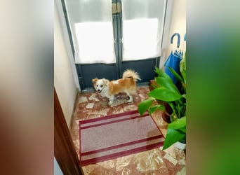 Lana ,kleine Herzenshündin mit fluffigen Öhrchen sucht dringend ihr Zuhause