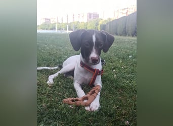 Duna - fröhliches Hundekind mit ganz viel Liebe im Gepäck